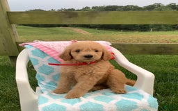 Goldendoodle dogs for sale: Sandy-f1b Goldendoodle - Image 2