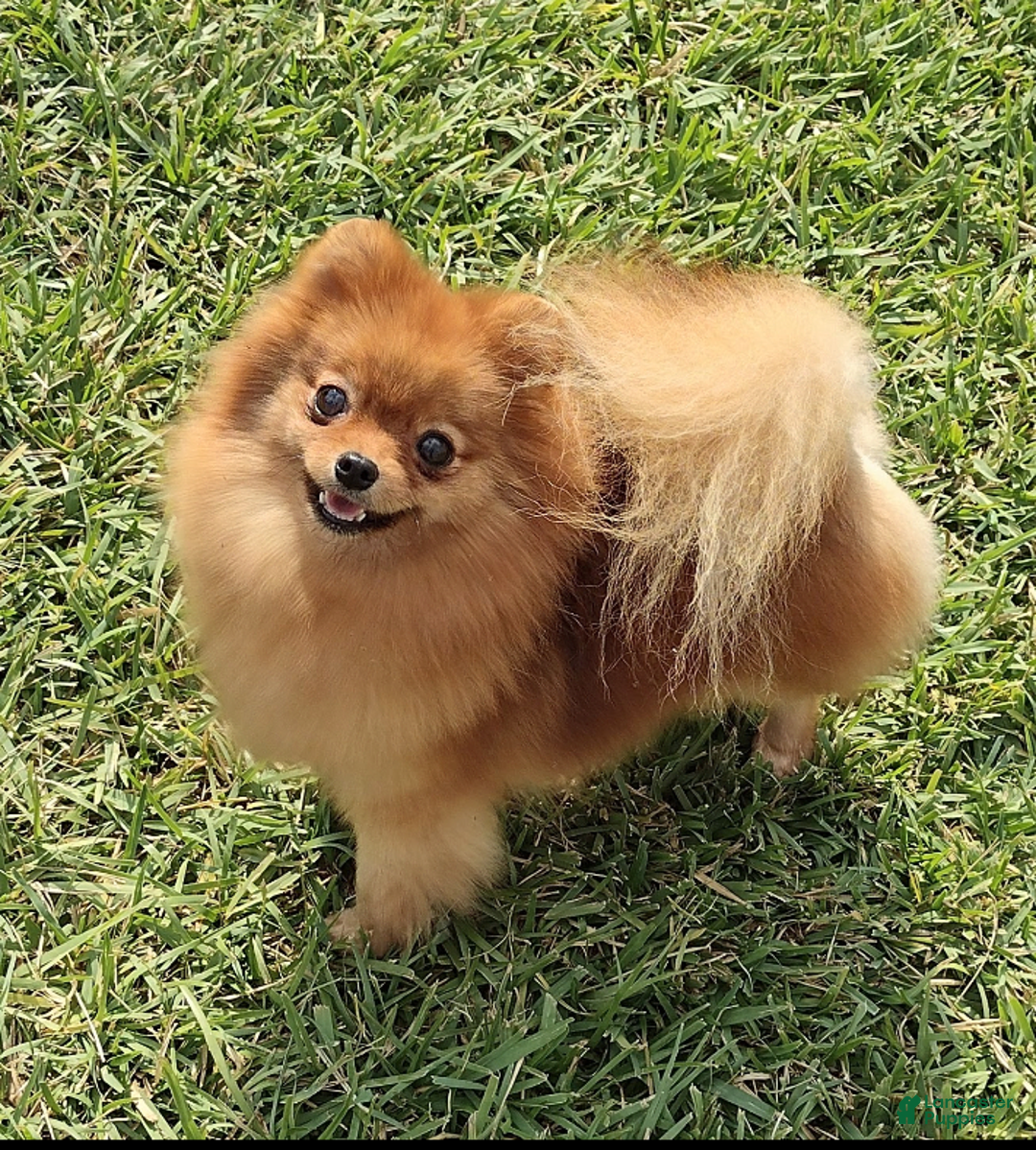 Pomeranian dogs for sale: Aspen - Image 6