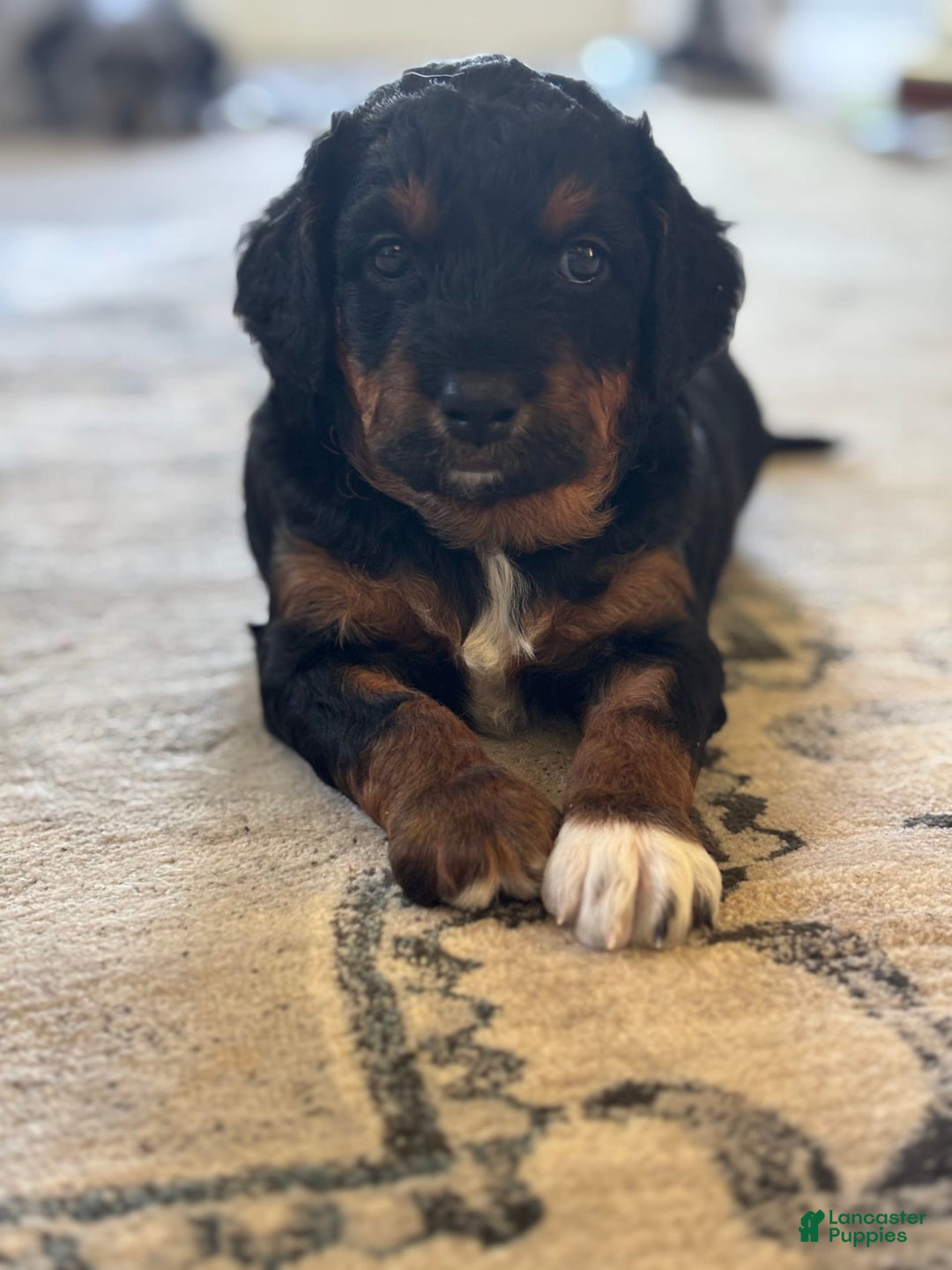 Aussiedoodle dogs for sale: Enola - Listing for pets: Enola - Image 4