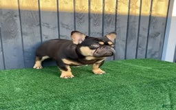 French Bulldog dogs for sale: Latto - Image 4