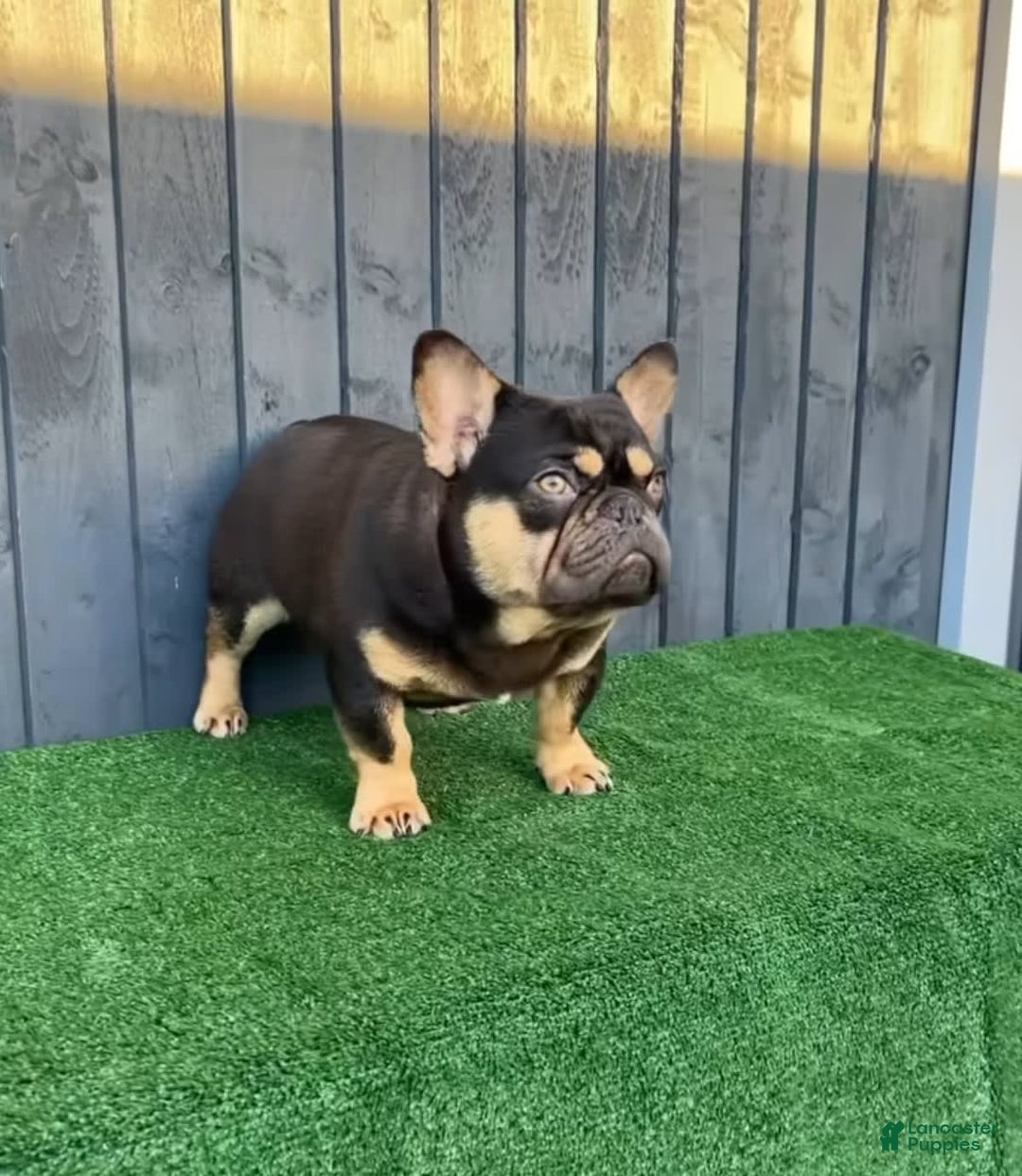 French Bulldog dogs for sale: Latto - Image 4