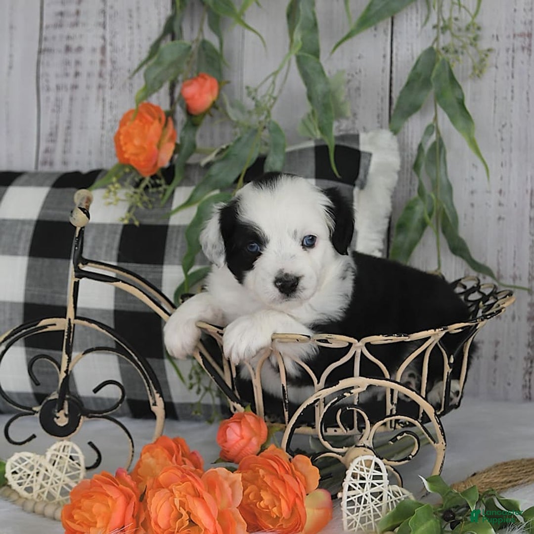 Miniature Australian Shepherd dogs for sale: Axel Toy - Image 8