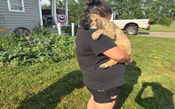English Mastiff dogs for sale: Peanut - Image 6