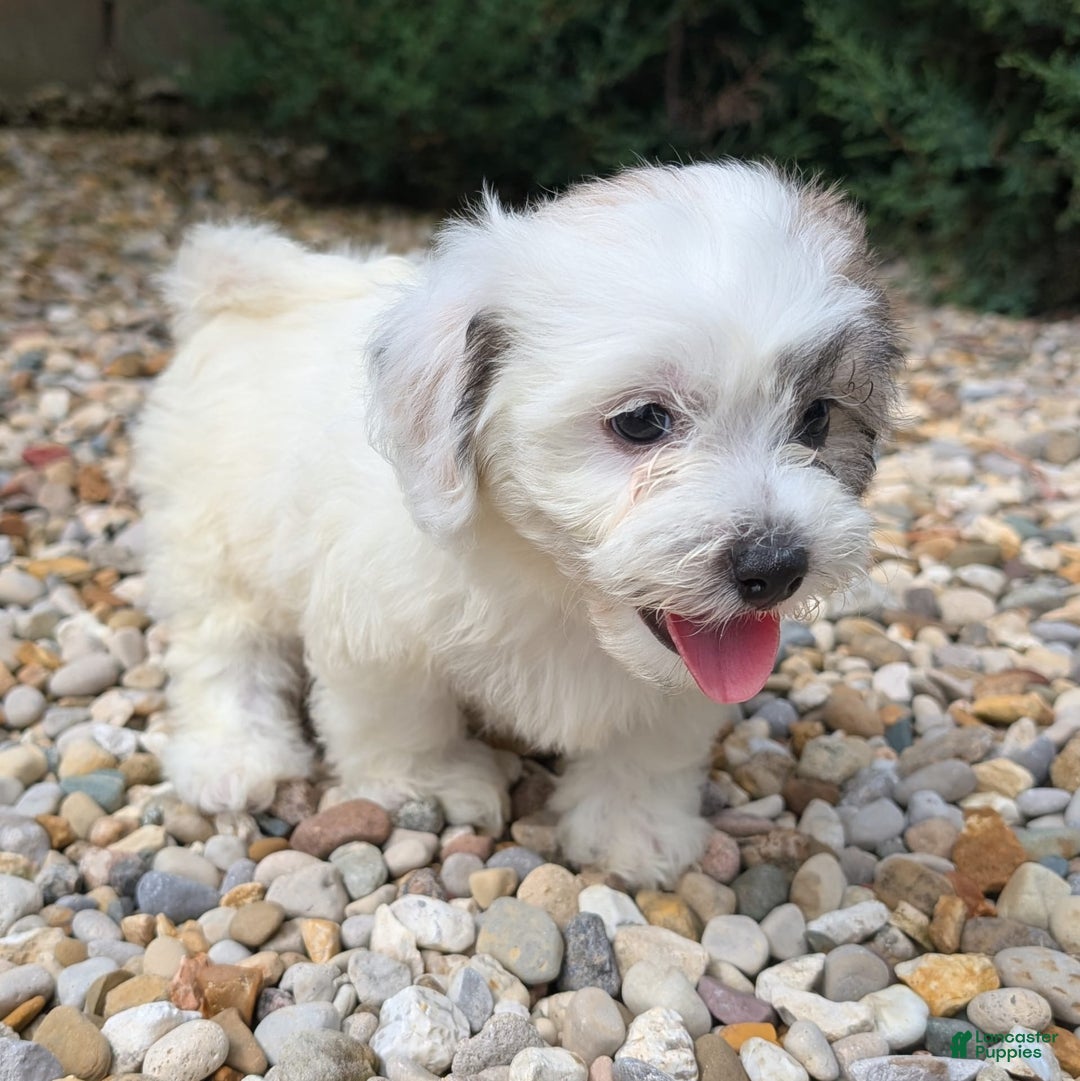 Teddy Bear dogs for sale: Cloud - Image 9