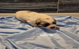 Great Pyrenees dogs for sale: White - Image 1