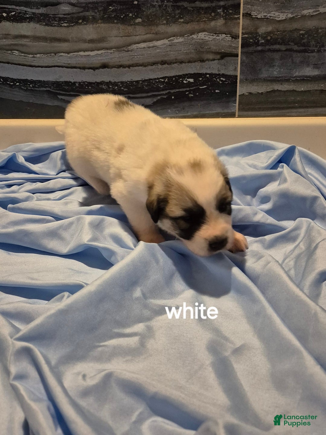 Great Pyrenees dogs for sale: White - Image 1