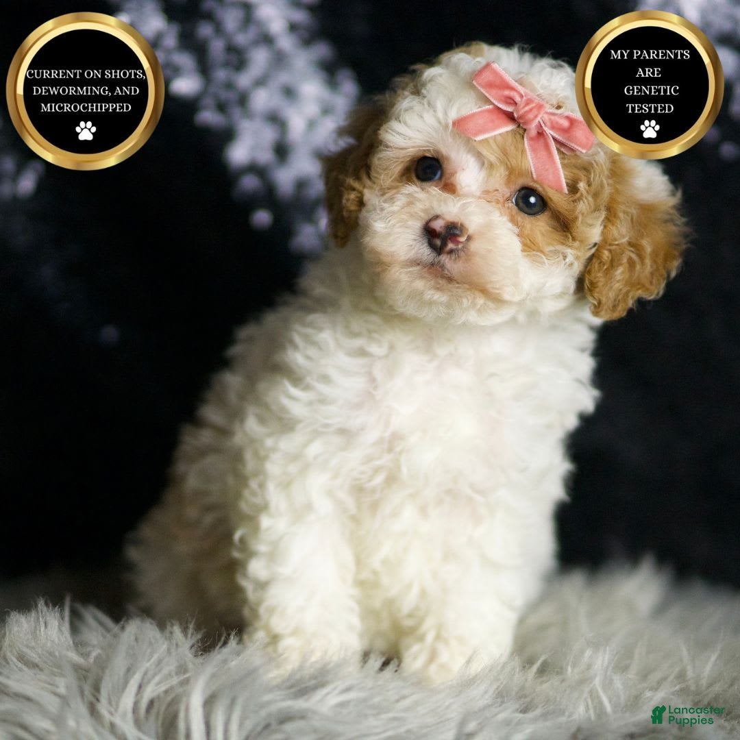 Maltipoo dogs for sale: Winona - Image 1