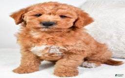  dogs for sale: Mini Labradoodle 7 puppies - Image 19