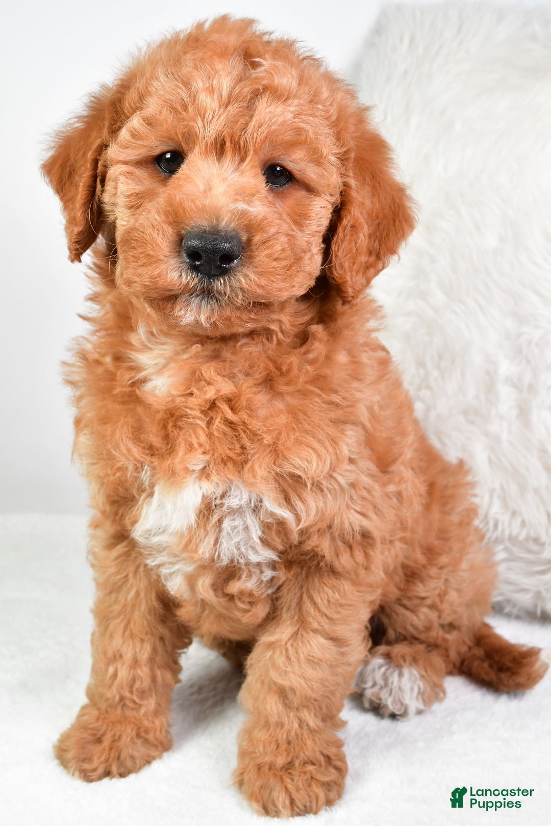  dogs for sale: Mini Labradoodle 7 puppies - Image 19