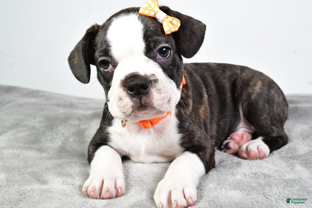 Frenchton dogs for sale: Franklin - Image 3