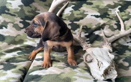 Bloodhound dogs for sale: Eeyore - Image 1