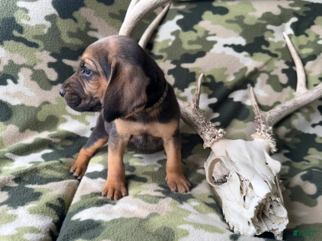 Bloodhound dogs for sale: Eeyore - Image 1