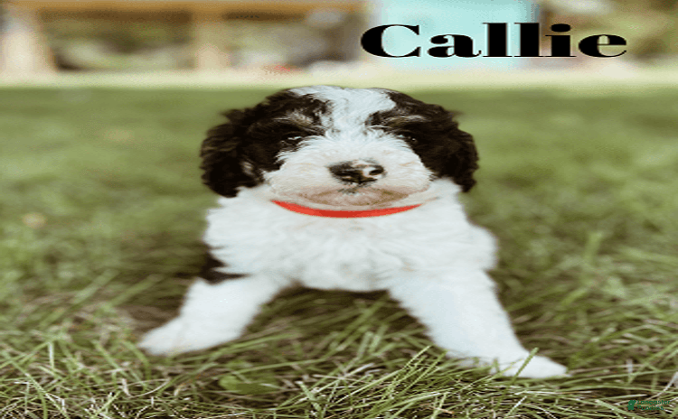 Bernedoodle dogs for sale - Ad 4
