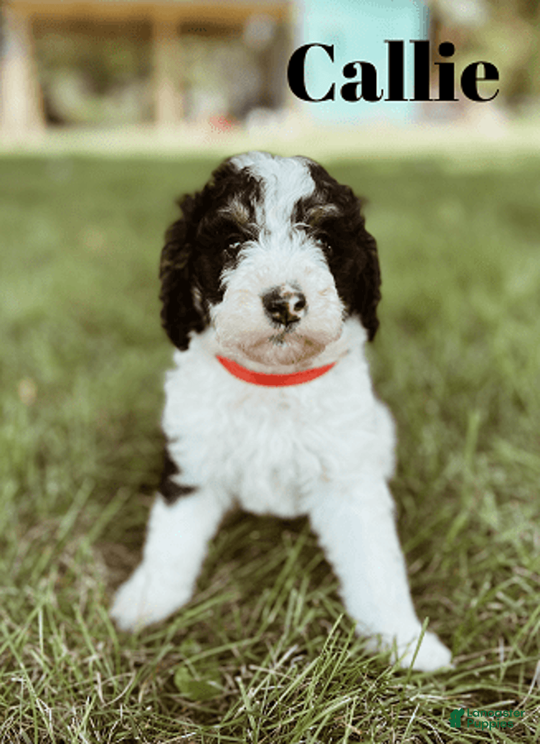 Bernedoodle dogs for sale: Callie - Image 1