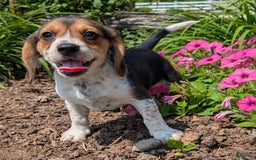 Beagle dogs for sale: Eclair - Image 5