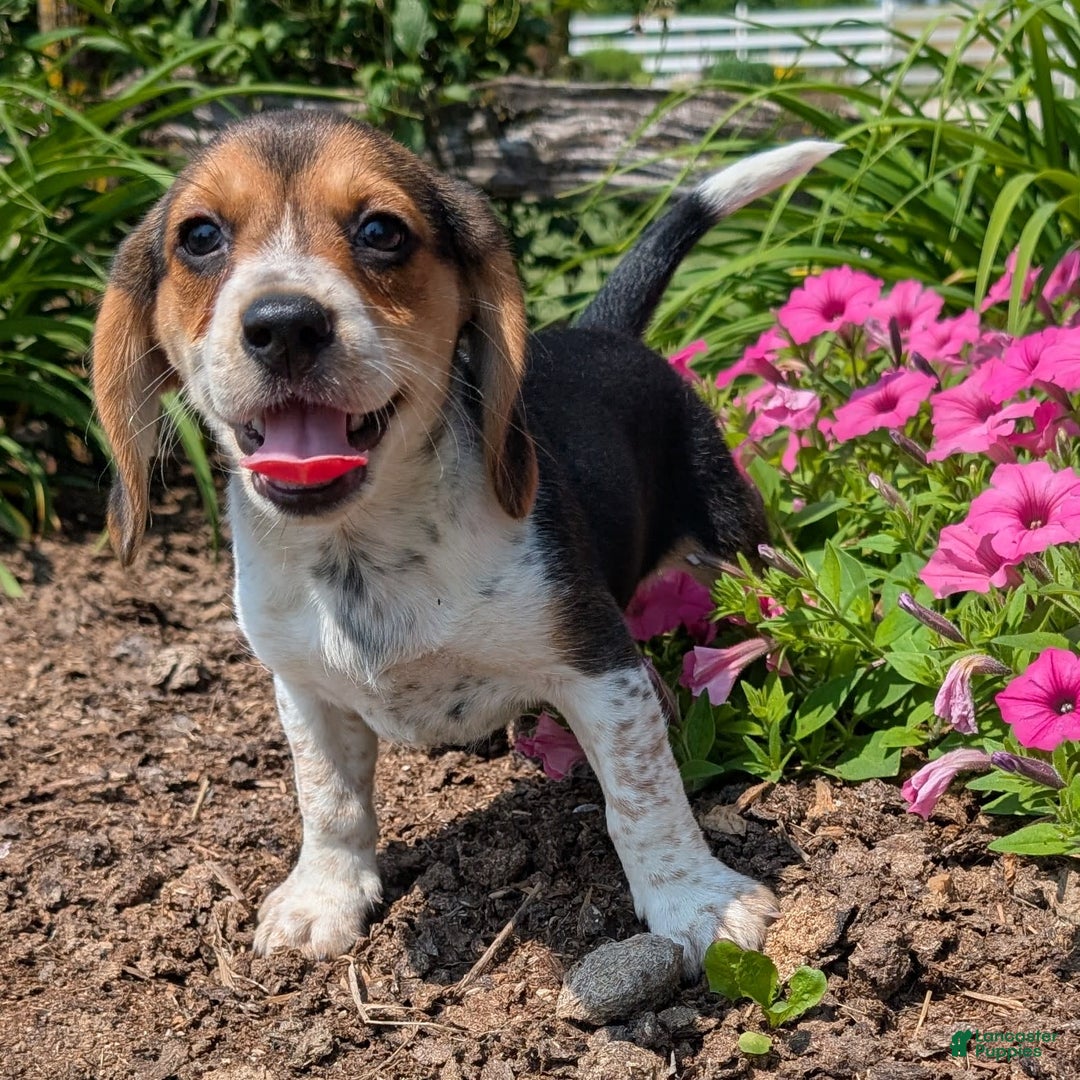 Beagle dogs for sale: Eclair - Image 5