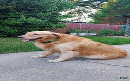 Golden Retriever dogs for sale: Lottie - Image 7