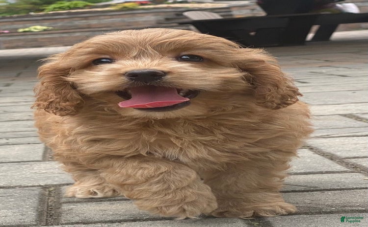Cockapoo dogs for sale - Ad 3
