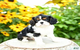 Cavalier King Charles Spaniel dogs for sale: Mason - Image 2