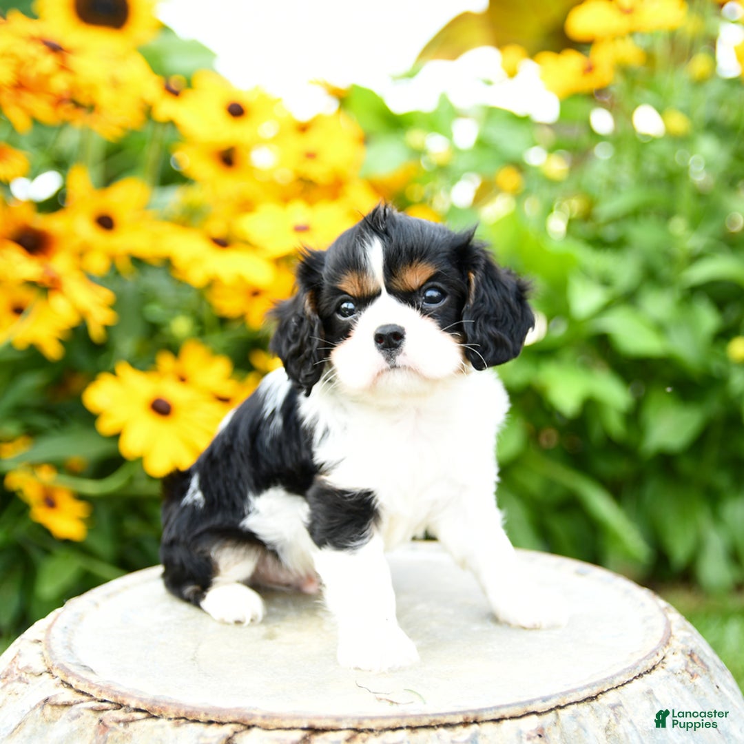 Cavalier King Charles Spaniel dogs for sale: Mason - Image 2