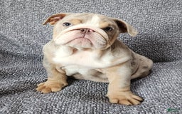 English Bulldog dogs for sale: Ollie - Image 6