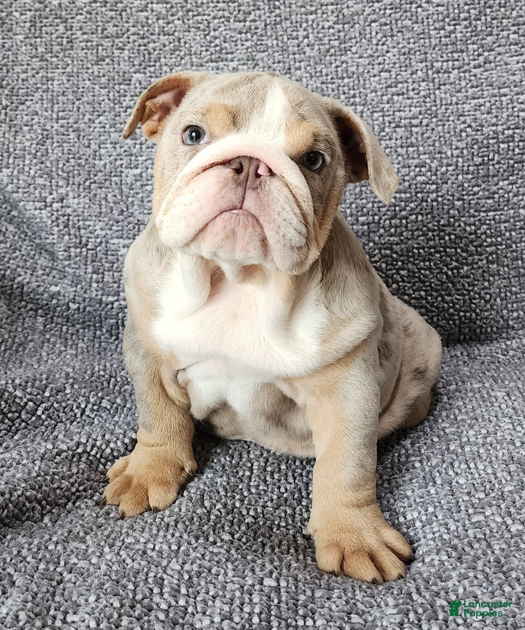 English Bulldog dogs for sale: Ollie - Image 6