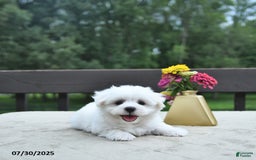 Maltese dogs for sale: Tommy - Image 2
