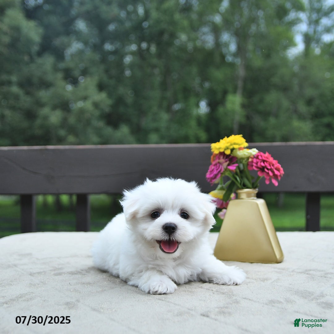 Maltese dogs for sale: Tommy - Image 2