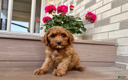 Cockapoo dogs for stud: Samantha - Image 10