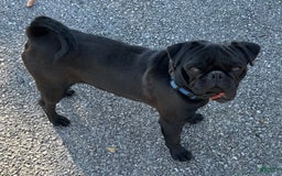 Puggle dogs for sale: Elsa - Image 10