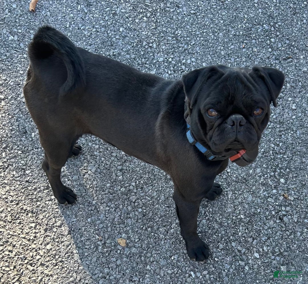 Puggle dogs for sale: Elsa - Image 10