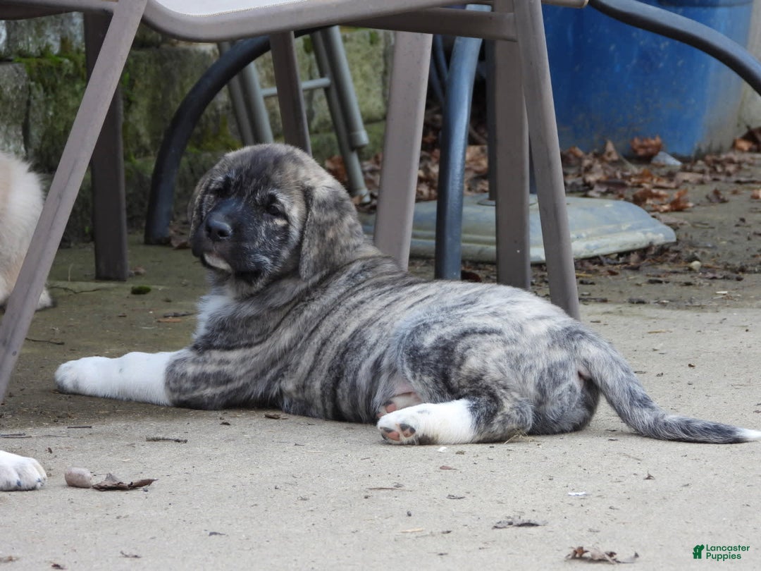 Anatolian Shepherd dogs for sale: Bruce - Image 4