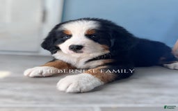 Bernese Mountain Dog dogs for sale: Male - Image 2