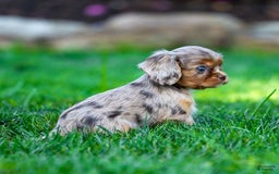 Cavalier King Charles Spaniel dogs for sale: Theo - Image 3