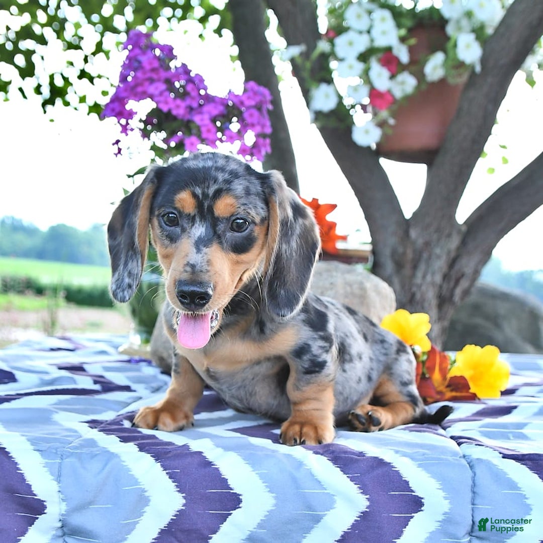 Miniature Dachshund dogs for sale: Tommy - Image 15