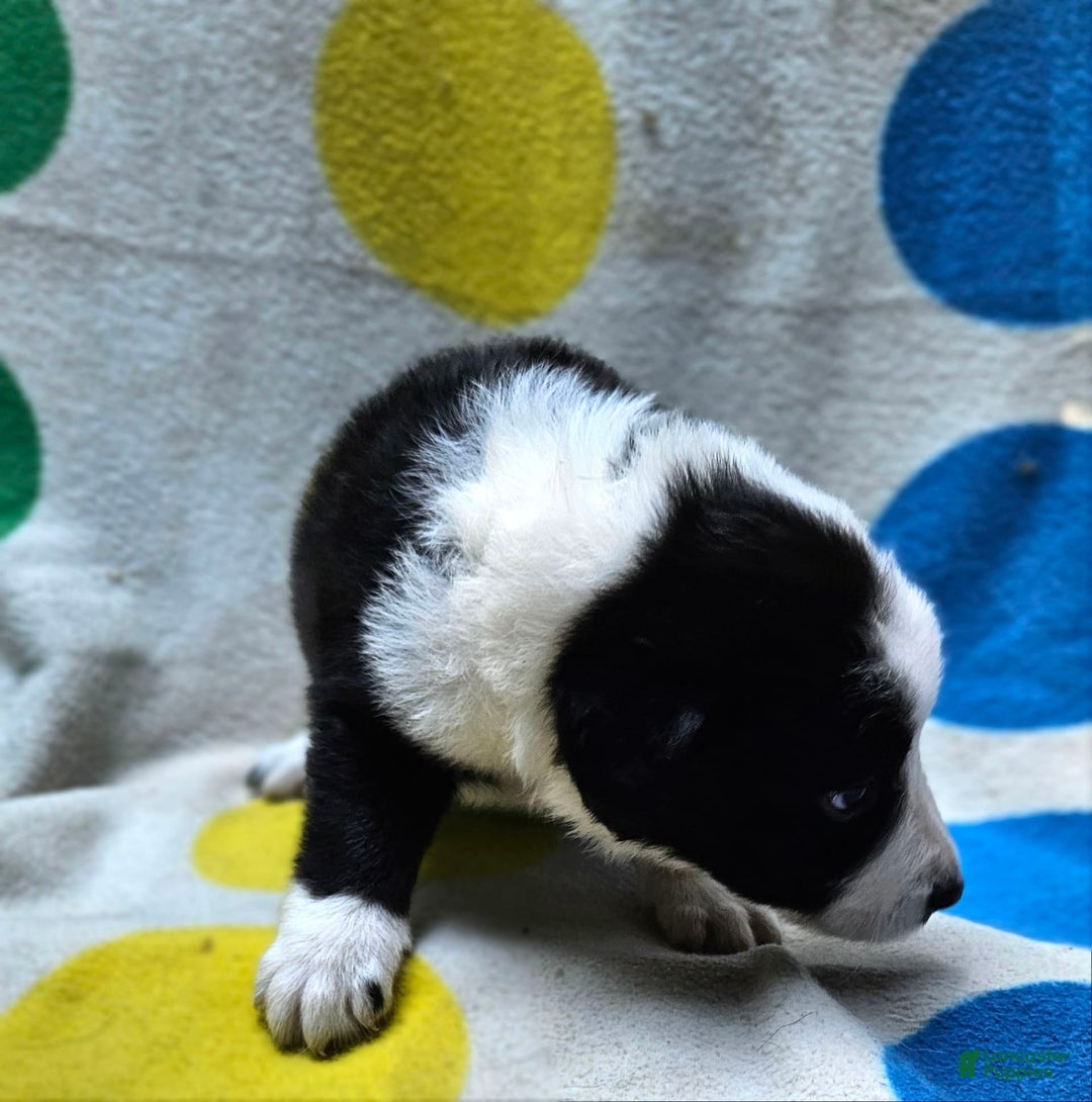 Border Collie dogs for sale: Bear - Image 5