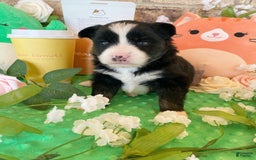 Pomsky dogs for sale: Nami - Image 3