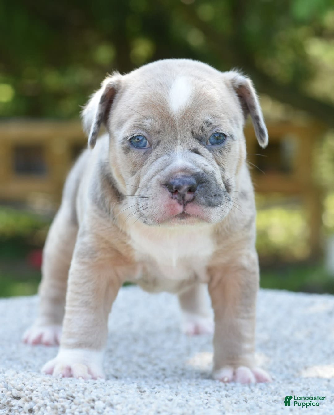 Olde English Bulldogge dogs for sale: Rosie Mini Bulldogge - Image 12
