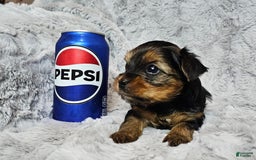 Yorkshire Terrier dogs for sale: Tinkerbell - Image 1