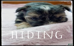 Yorkshire Terrier dogs for sale: Dixy - Image 2