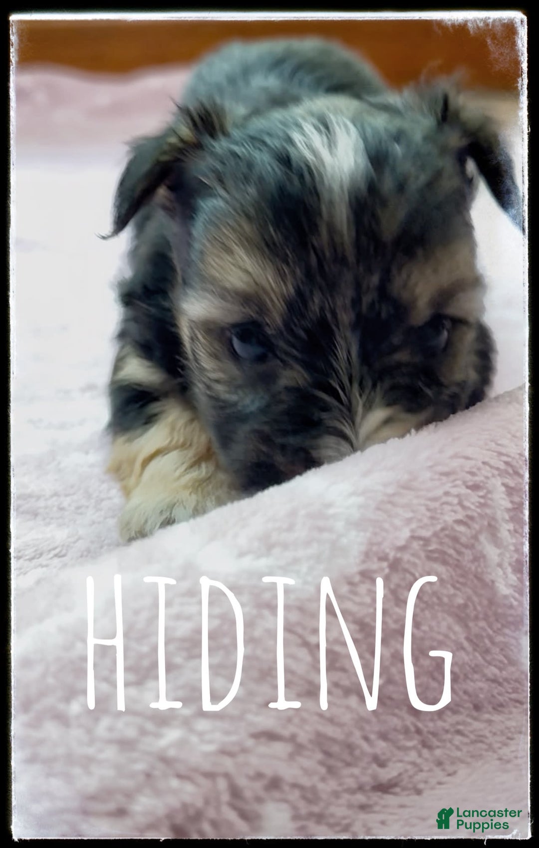 Yorkshire Terrier dogs for sale: Dixy - Image 2