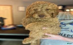 Goldendoodle dogs for sale: Pebbles - Image 3