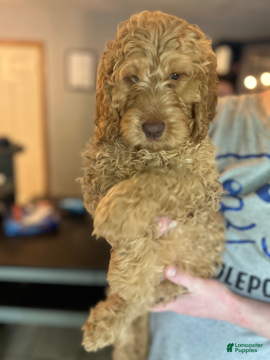 Goldendoodle dogs for sale: Pebbles - Image 3