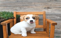 Jack Russell Terrier dogs for sale: Ranger - Image 14