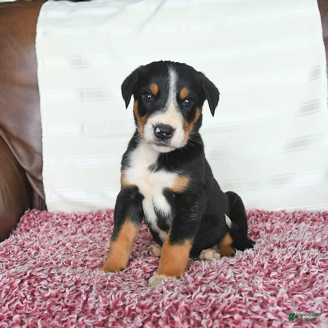 Greater Swiss Mountain Dog dogs for sale: Finn - Image 6