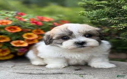 Teddy Bear dogs for sale: Razzle - Image 8