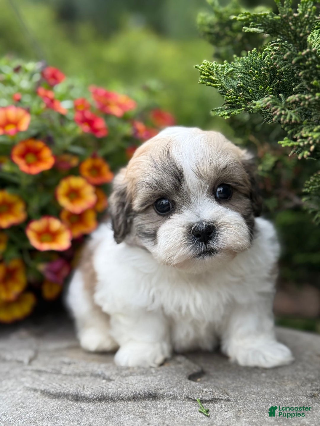 Teddy Bear dogs for sale: Razzle - Image 8