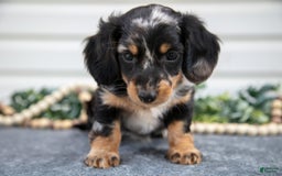 Miniature Dachshund dogs for sale: Mister - Image 2