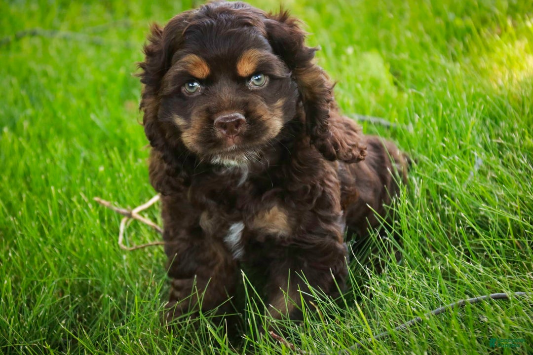 Cocker Spaniel dogs for sale: Dane - Image 18