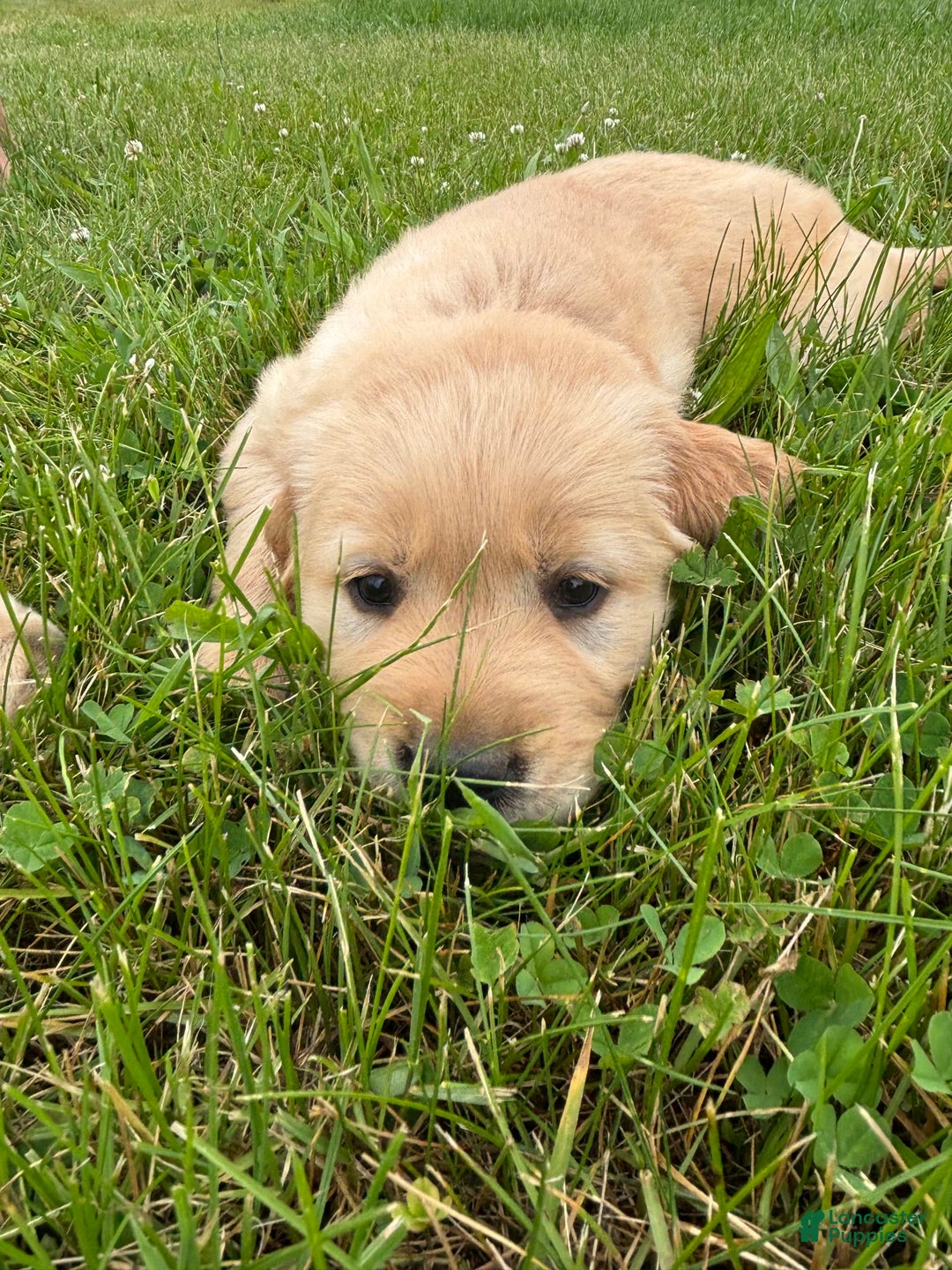 Golden Retriever dogs for sale: Green - Image 2